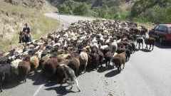 photo of flock of sheep